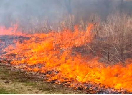 [Provocar queimadas é infração ambiental e pode gerar multa a proprietário de terreno]